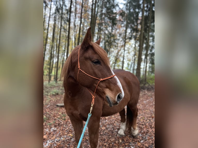 Koń wielkopolski Wałach 7 lat 158 cm Kasztanowata in Gilching