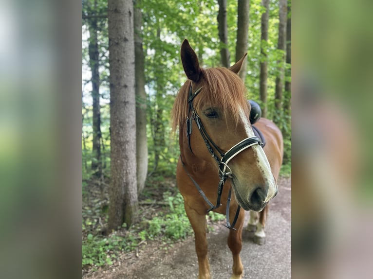 Koń wielkopolski Wałach 7 lat 158 cm Kasztanowata in Gilching