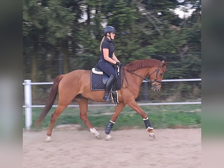 Koń wielkopolski Wałach 7 lat 162 cm Kasztanowata in Forst
