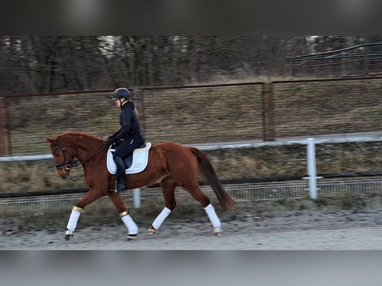 Koń wielkopolski Wałach 7 lat 162 cm Kasztanowata in Forst