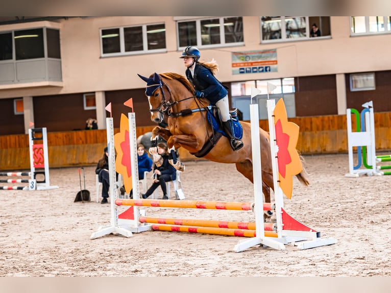 Koń wielkopolski Wałach 7 lat 169 cm Kasztanowata in Bielsko-Biała