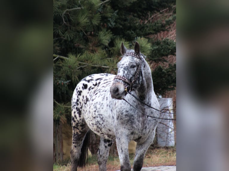 Koń wielkopolski Wałach 8 lat 162 cm in Santok