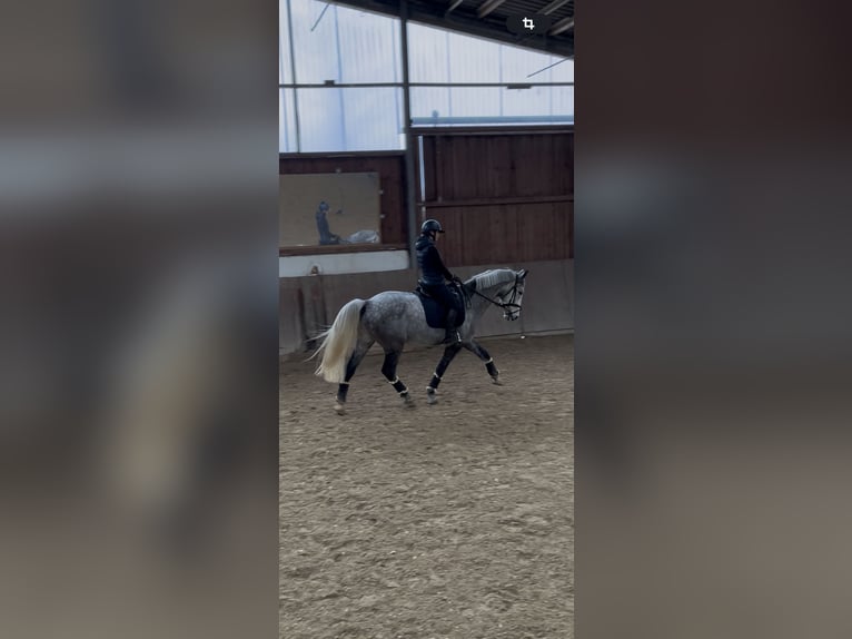 Koń wielkopolski Wałach 8 lat 168 cm Siwa jabłkowita in Marburg