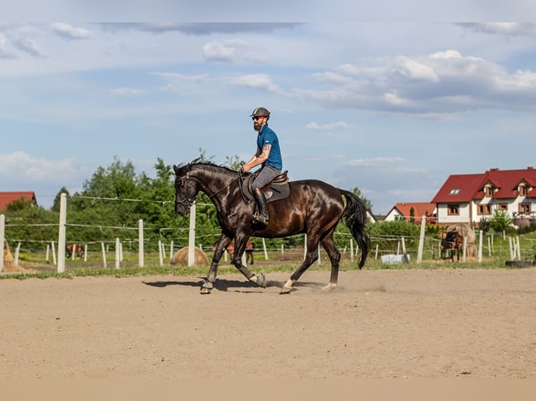 Koń wielkopolski Wałach 9 lat 165 cm Kara in Olsztyn