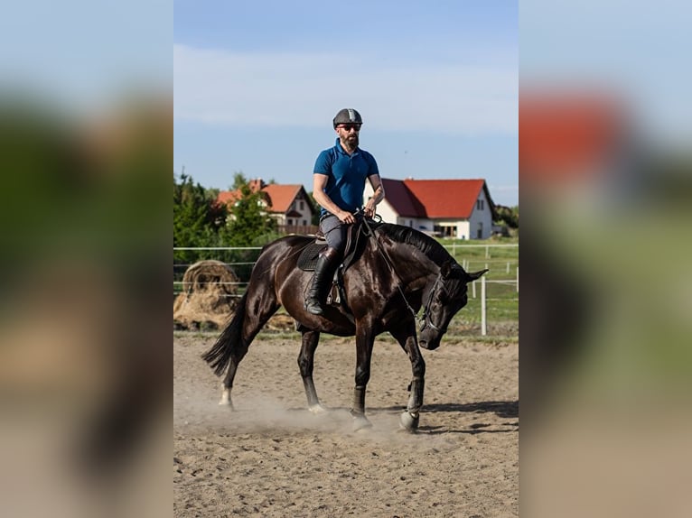 Koń wielkopolski Wałach 9 lat 165 cm Kara in Olsztyn