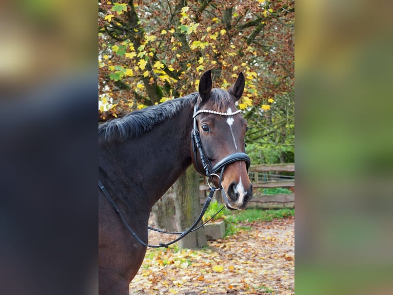 Koń wielkopolski Wałach 10 lat 165 cm Gniada in Schwabach