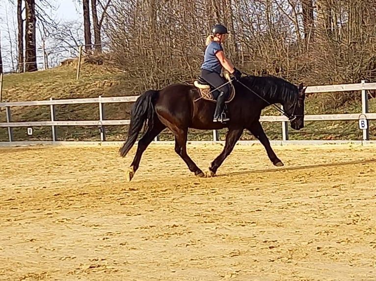 Koń wielkopolski Wałach 10 lat 165 cm Kara in Leutkirch im Allgäu