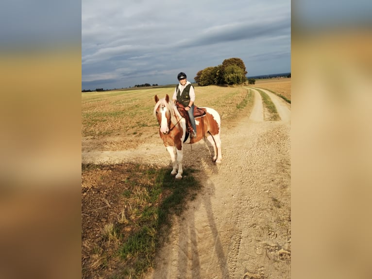 Koń wielkopolski Wałach 10 lat 165 cm in Langenau