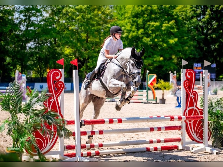 Koń wielkopolski Wałach 10 lat 170 cm Siwa w hreczce in Wadowice