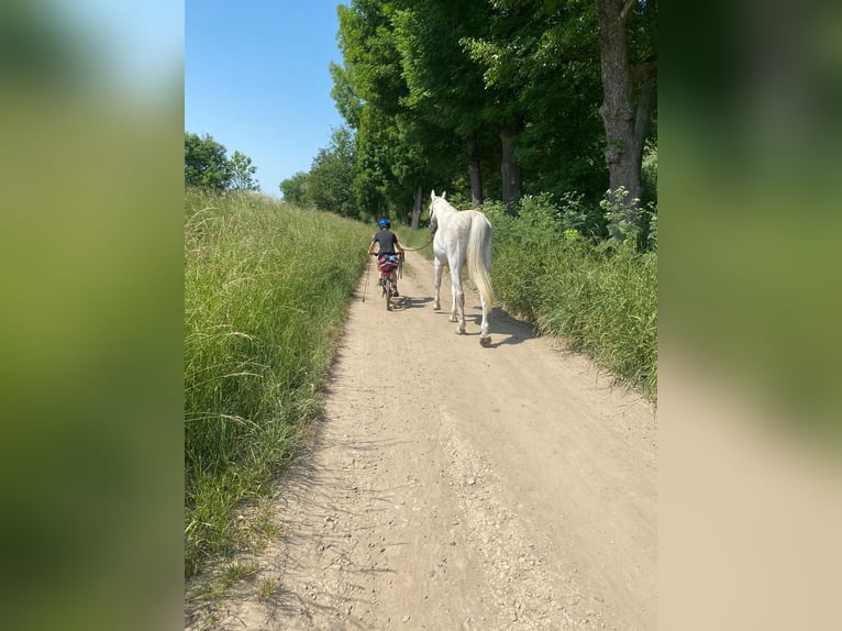 Koń wielkopolski Wałach 11 lat 170 cm Siwa w hreczce in Budenheim