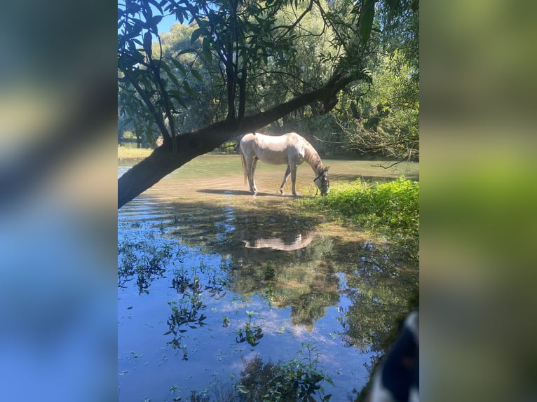 Koń wielkopolski Wałach 11 lat 170 cm Siwa w hreczce in Budenheim