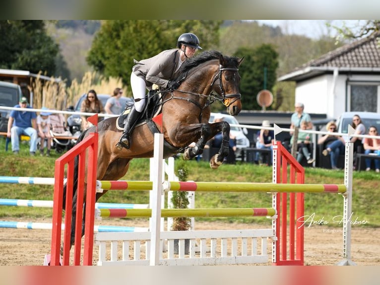 Koń wielkopolski Wałach 11 lat 172 cm Ciemnogniada in Biebergemünd