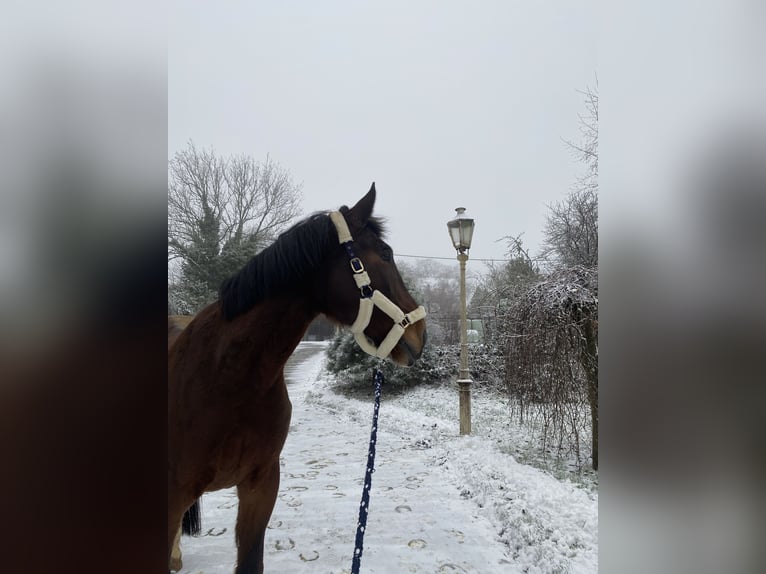 Koń wielkopolski Wałach 11 lat 180 cm Ciemnogniada in Sprockhövel