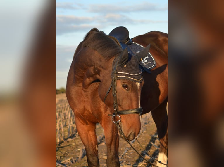 Koń wielkopolski Wałach 11 lat 180 cm Ciemnogniada in Sprockhövel