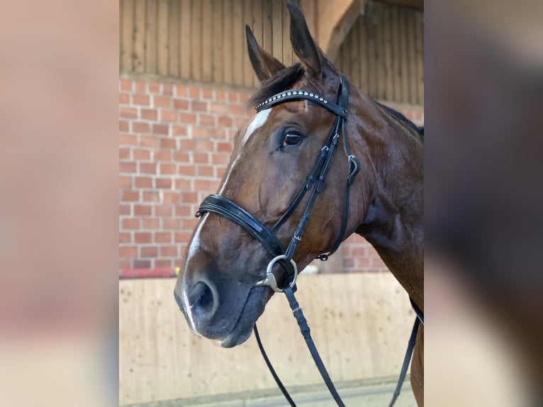 Koń wielkopolski Wałach 11 lat 180 cm Ciemnogniada in Sprockhövel