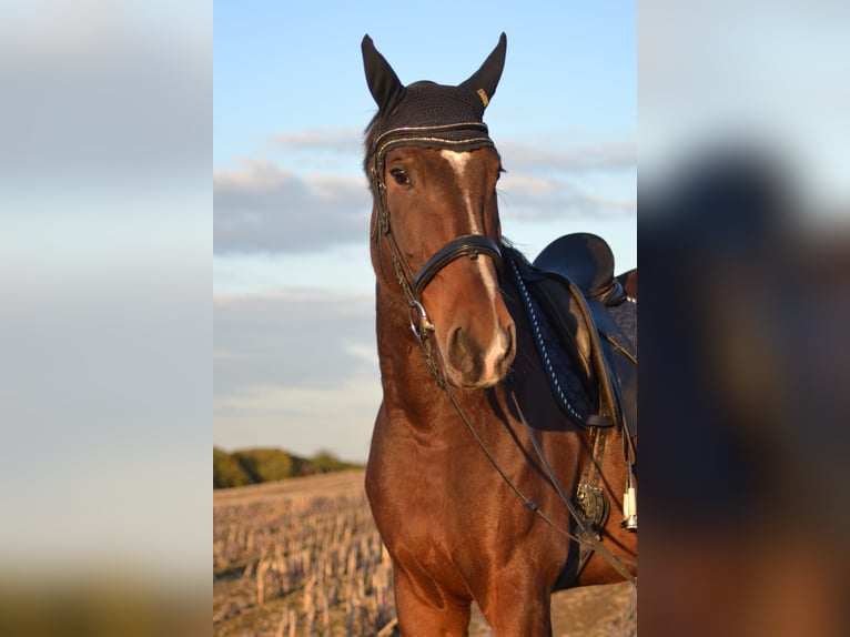 Koń wielkopolski Wałach 11 lat 180 cm Ciemnogniada in Sprockhövel