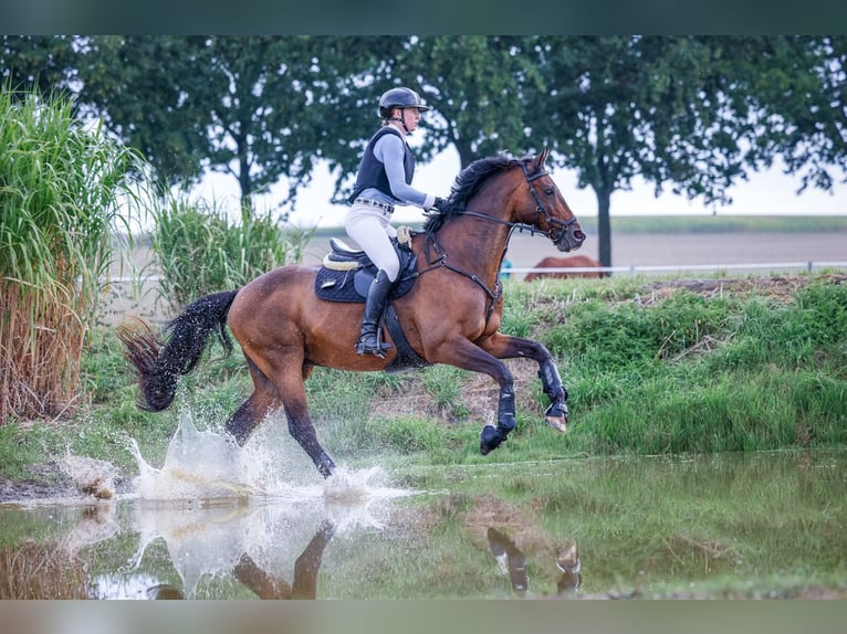 Koń wielkopolski Wałach 12 lat 172 cm Ciemnogniada in Biebergemünd