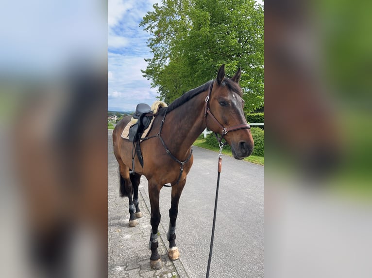 Koń wielkopolski Wałach 12 lat 172 cm Ciemnogniada in Biebergemünd