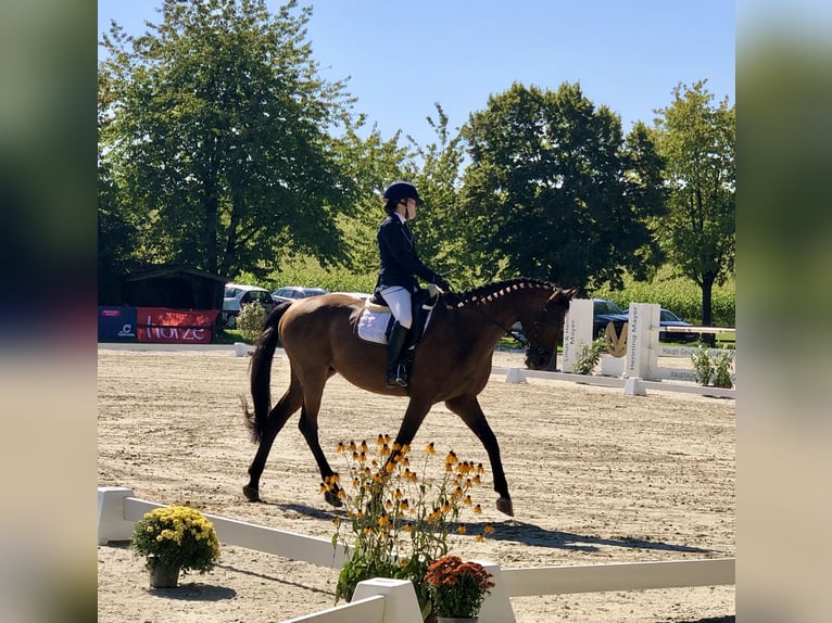 Koń wielkopolski Wałach 12 lat 172 cm Ciemnogniada in Biebergemünd