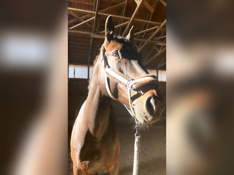 Koń wielkopolski Wałach 13 lat 163 cm Ciemnogniada in Bad Abbach