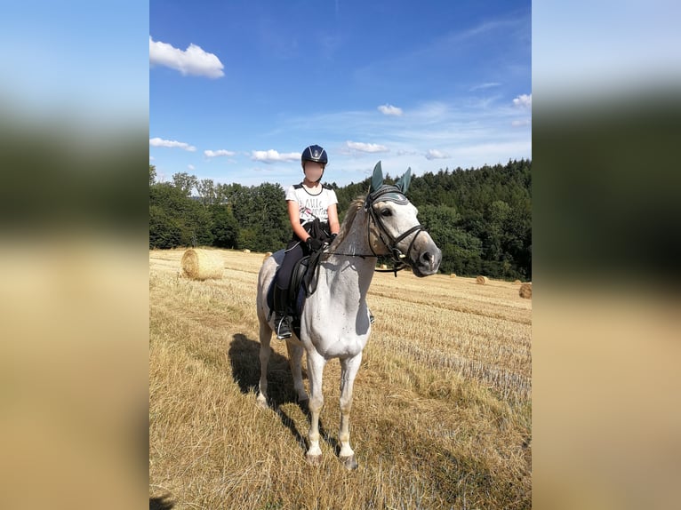 Koń wielkopolski Wałach 14 lat 165 cm Siwa w hreczce in Hünstetten-Wallrabenstein