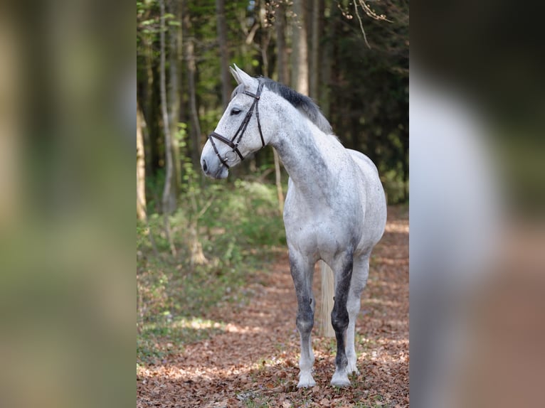 Koń wielkopolski Wałach 14 lat 172 cm Siwa in Maxhütte-Haidhof