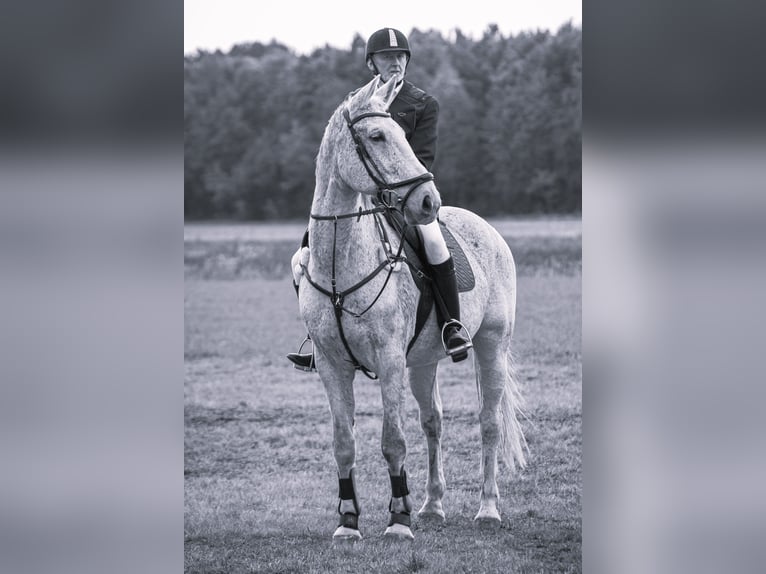 Koń wielkopolski Wałach 14 lat 172 cm Siwa in Maxhütte-Haidhof