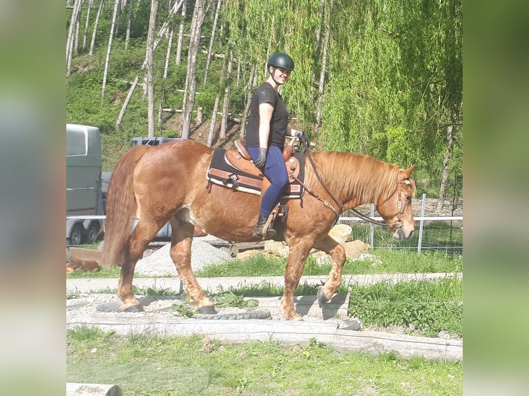 Koń wielkopolski Wałach 15 lat 158 cm Kasztanowata in Bayerbach