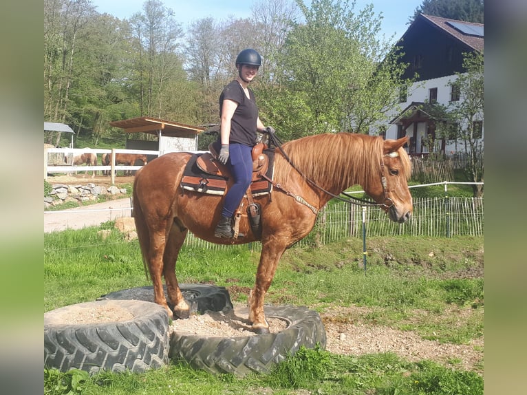 Koń wielkopolski Wałach 15 lat 158 cm Kasztanowata in Bayerbach