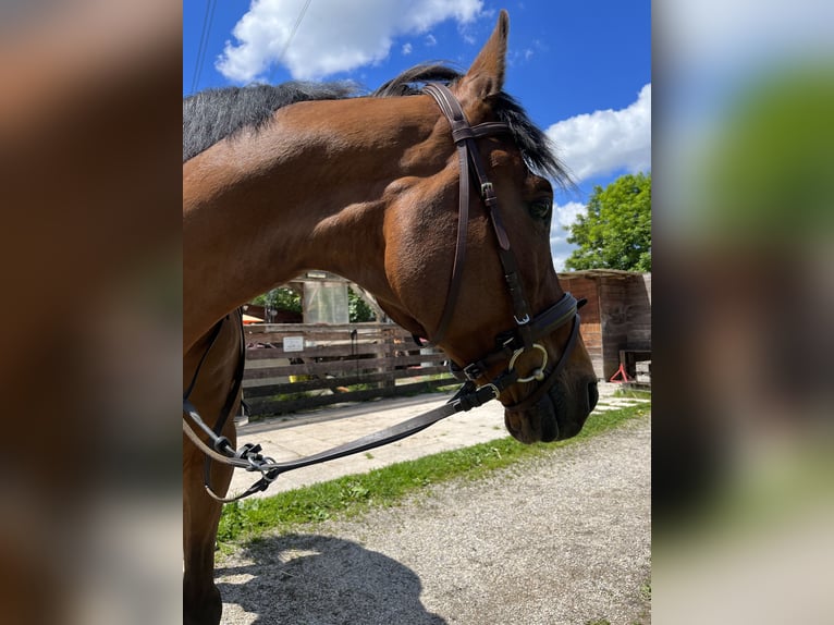 Koń wielkopolski Wałach 15 lat 165 cm Gniada in Gröbenzell