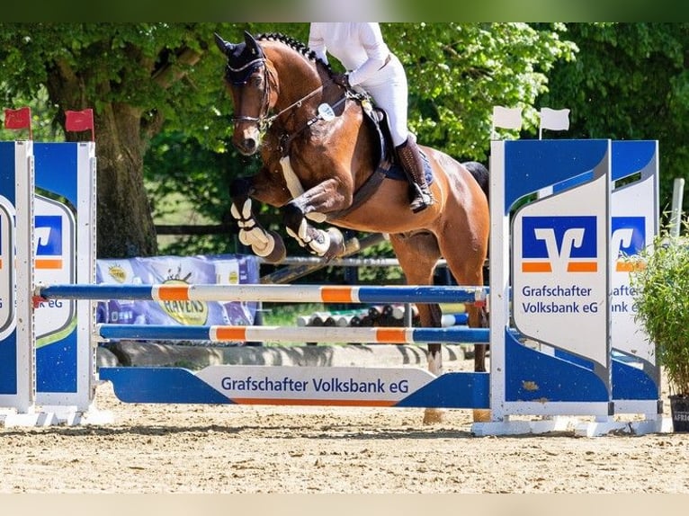 Koń wielkopolski Wałach 15 lat 176 cm Ciemnogniada in Isterberg