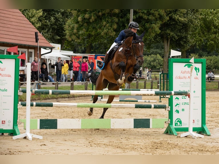 Koń wielkopolski Wałach 15 lat 176 cm Ciemnogniada in Isterberg