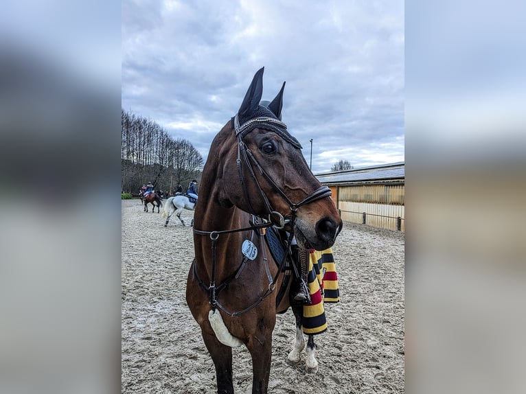 Koń wielkopolski Wałach 15 lat 176 cm Ciemnogniada in Isterberg