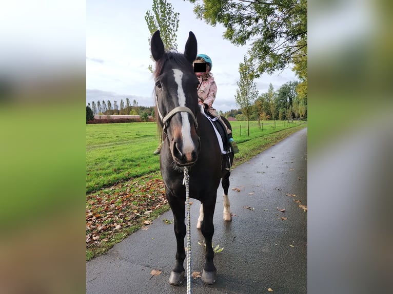 Koń wielkopolski Wałach 17 lat 167 cm Gniada in Friedrichshafen