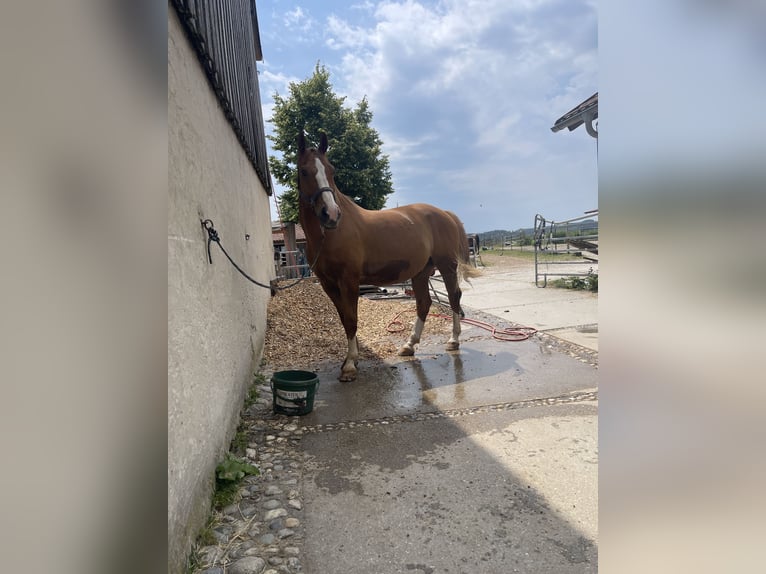 Koń wielkopolski Wałach 17 lat 168 cm Kasztanowata in Reichertsheim