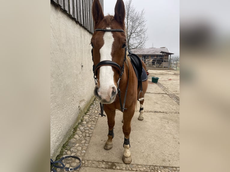 Koń wielkopolski Wałach 17 lat 168 cm Kasztanowata in Reichertsheim