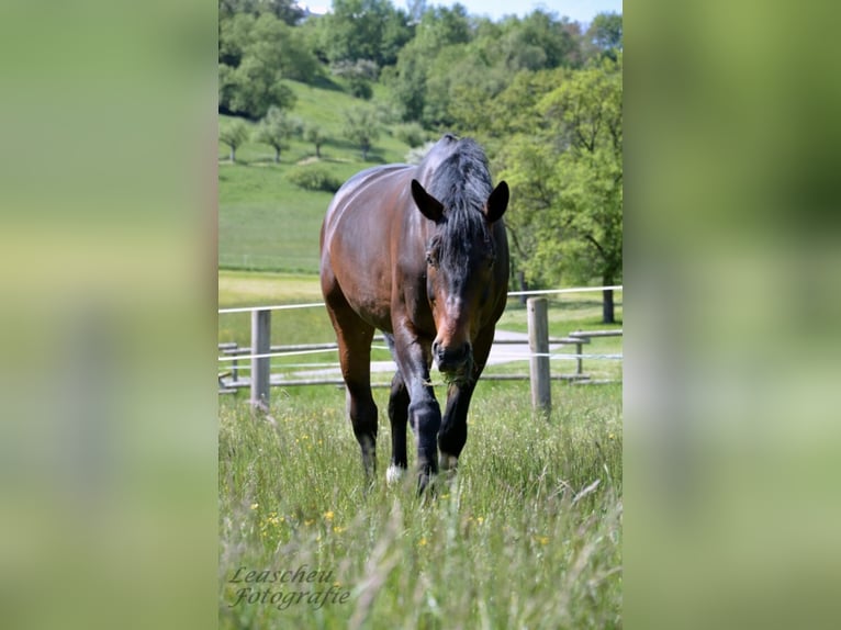 Koń wielkopolski Wałach 17 lat 175 cm in Holzgerlingen