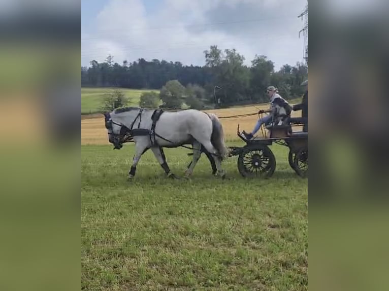 Koń wielkopolski Wałach 17 lat 177 cm Siwa in Radolfzell am Bodensee