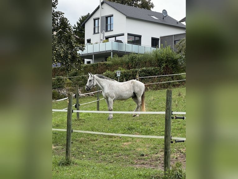 Koń wielkopolski Wałach 17 lat 177 cm Siwa in Radolfzell am Bodensee