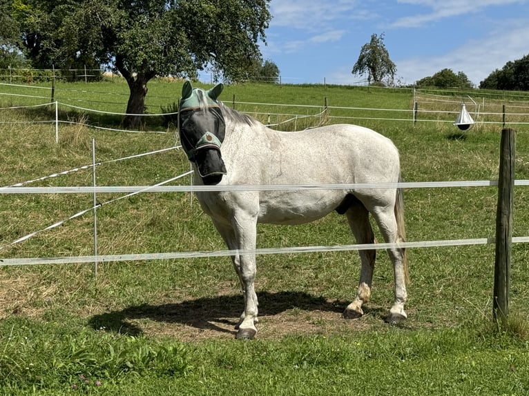 Koń wielkopolski Wałach 17 lat 177 cm Siwa in Radolfzell am Bodensee