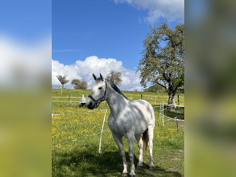 Koń wielkopolski Wałach 17 lat 177 cm Siwa in Radolfzell am Bodensee