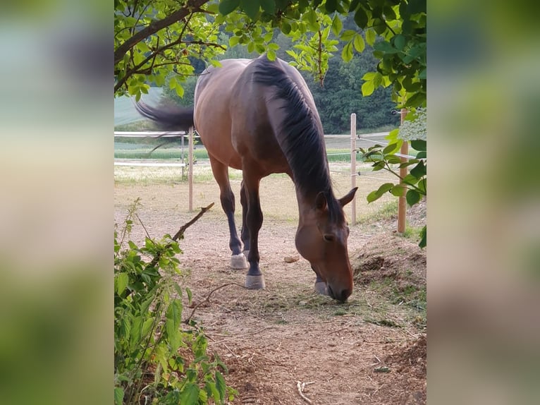 Koń wielkopolski Wałach 18 lat 160 cm Gniada in Inzigkofen