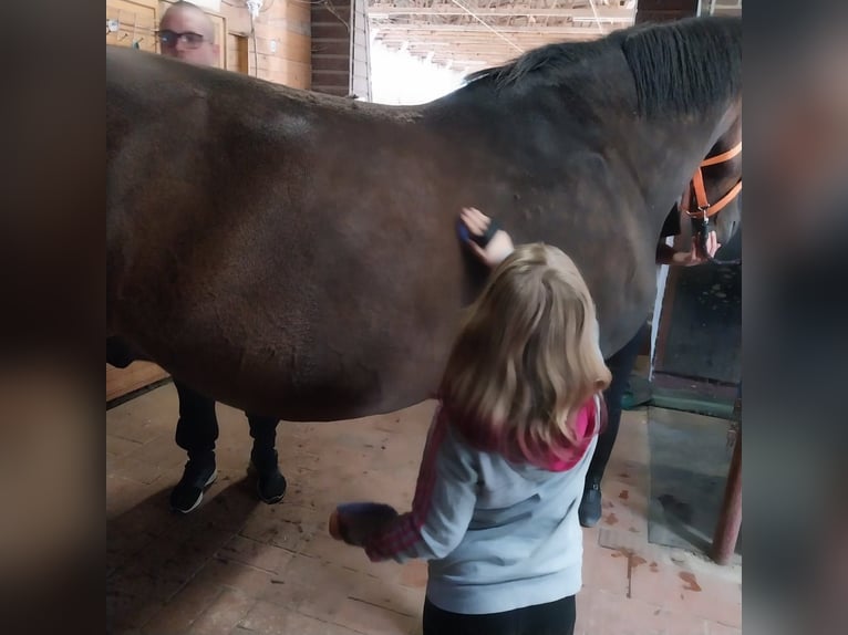 Koń wielkopolski Wałach 18 lat 170 cm Ciemnogniada in Versmold