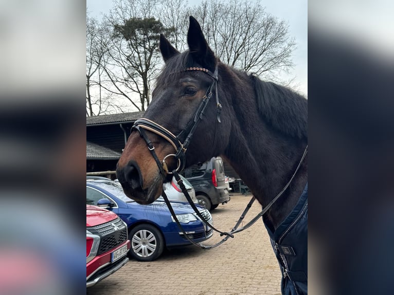 Koń wielkopolski Wałach 18 lat 170 cm Ciemnogniada in Versmold