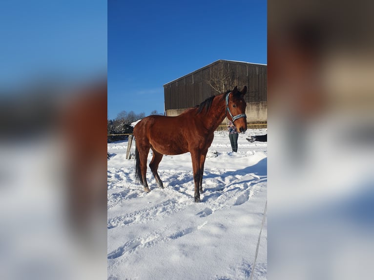 Koń wielkopolski Wałach 18 lat 170 cm Gniada in Neidenbach