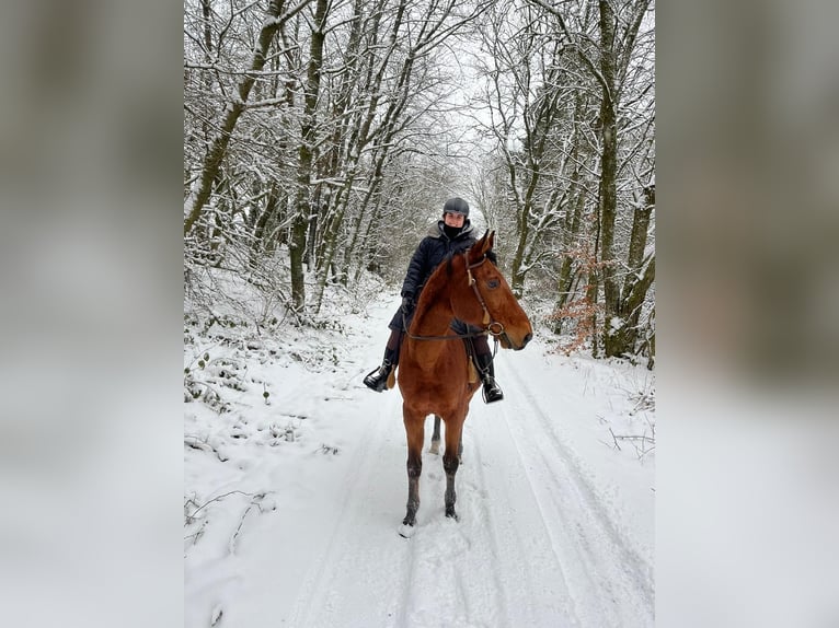 Koń wielkopolski Wałach 18 lat 170 cm Gniada in Neidenbach