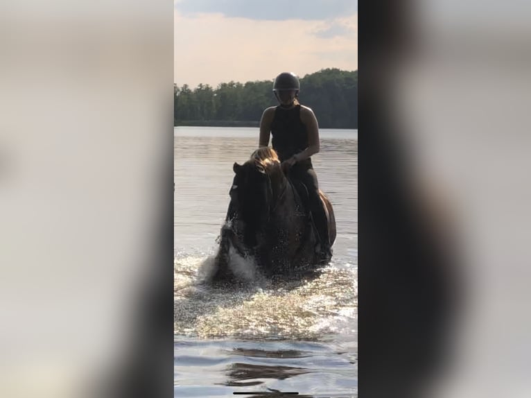 Koń wielkopolski Wałach 19 lat 168 cm Kasztanowata in Bad Schmiedeberg