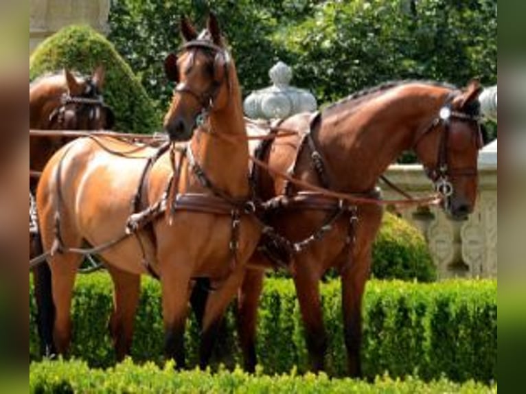 Koń wielkopolski Wałach 19 lat 172 cm Gniada in Kirchberg