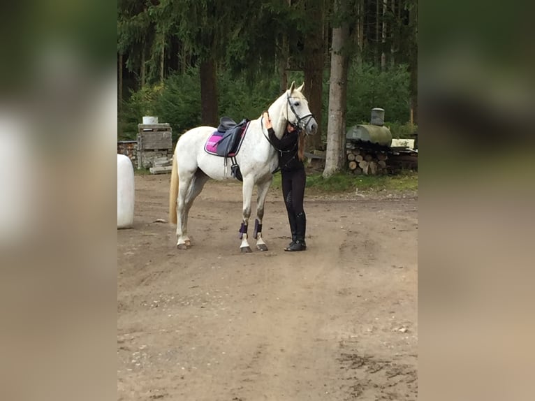 Koń wielkopolski Wałach 20 lat 162 cm Siwa w hreczce in Schmallenberg