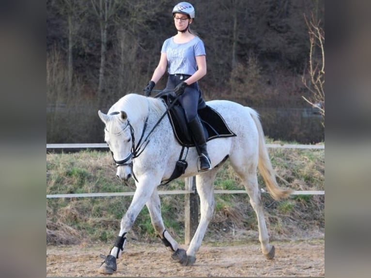 Koń wielkopolski Wałach 20 lat 162 cm Siwa w hreczce in Schmallenberg